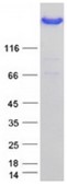 SDS-PAGE (FLNA-5086H).jpg